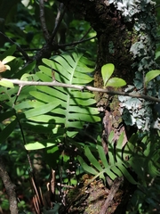 Polypodioideae