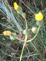 Sonchus arvensis