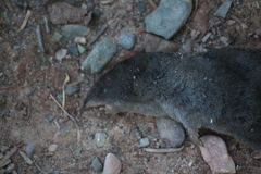 Blarina brevicauda