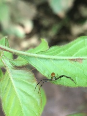 Misumenoides