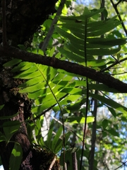 Polypodioideae