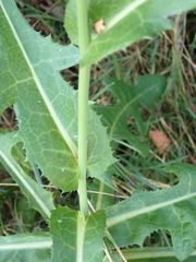 Sonchus arvensis