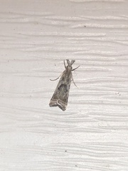 Microcrambus elegans