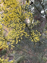 Acacia victoriae
