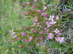 Centaurium