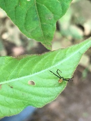 Misumenoides