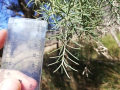 Melaleuca rhaphiophylla