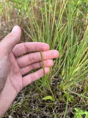 Ophioglossum pusillum