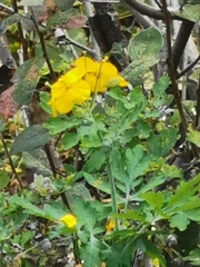 Chelidonium