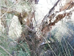 Melaleuca rhaphiophylla