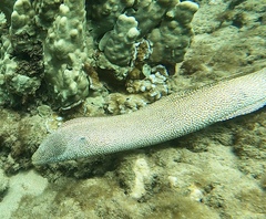 Gymnothorax meleagris