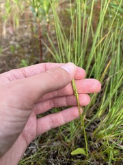 Ophioglossum pusillum