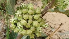 Asclepias latifolia