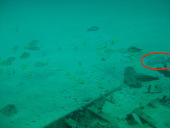 Lutjanus griseus