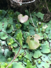 Plagiochasma rupestre