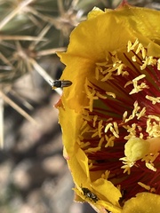 Acmaeodera quadrivittatoides