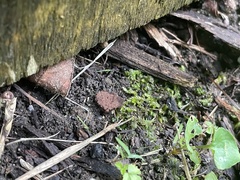 Rhynchostegium serrulatum