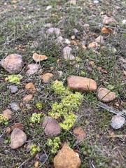 Drosera glanduligera