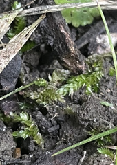 Rhynchostegium serrulatum