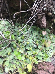 Plagiochasma rupestre