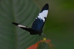 Heliconius sapho leuce