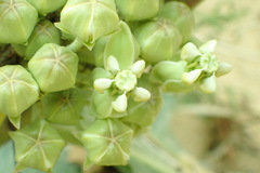 Asclepias latifolia