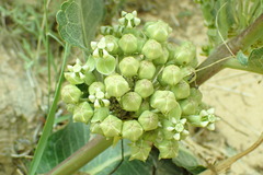 Asclepias latifolia