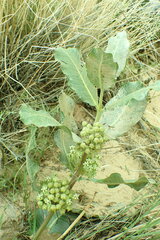 Asclepias latifolia