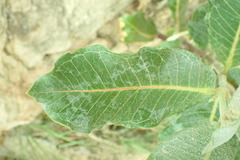 Asclepias latifolia