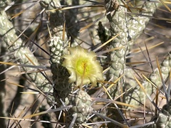 Cylindropuntia ramosissima