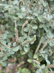 Achyranthes splendens