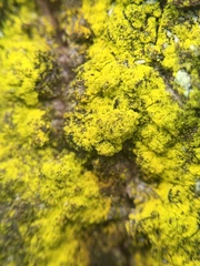 Chrysothrix candelaris