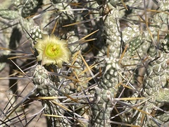 Cylindropuntia ramosissima