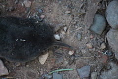 Blarina brevicauda
