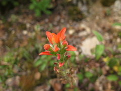 Castilleja scorzonerifolia