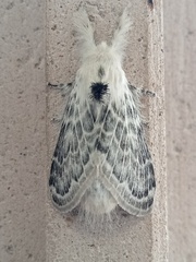 Apotolype brevicrista