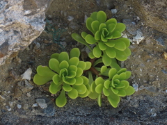 Sedum formosanum