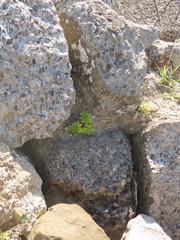 Sedum formosanum