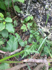 Senecioninae