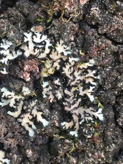 Phaeophyscia