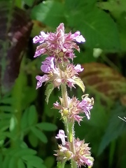 Stachys agraria