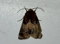 Schinia arcigera