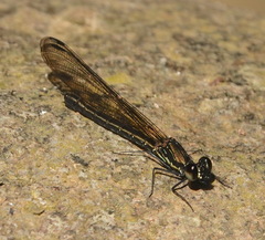 Chlorocyphidae