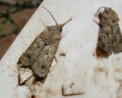 Agrotis segetum