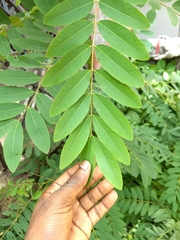 Senna siamea