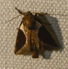 Prolimacodes badia