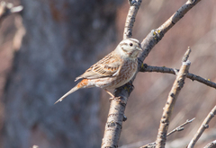 Emberiza citrinella × leucocephalos