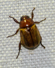 Anomala flavipennis
