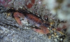 Portunidae