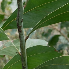 Acacia falcata